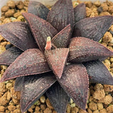 Haworthia Hard Leaf Koelmaniorum Hybrid 'OBSIDIAN RUBY' plant from seeds