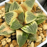 Haworthia Amber RV
