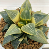 Haworthia COMPTONIANA REVERSE VARIEGATED