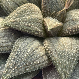 Haworthia Hard Leaf Koelmaniorum Hybrid plant from seeds