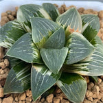 Haworthia Pygmaea Hybrid 'Amber' Variegated