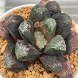 Haworthia Hybrid Big Leaf Type Maughanii Planted from seeds