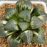 Haworthia Comptoniana 'Hakugei' Hybrid Variegated Mother Plant