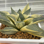 Haworthia Hybrid Reverse Variegated