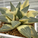 Haworthia Hybrid Reverse Variegated