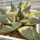 Haworthia Hybrid Reverse Variegated