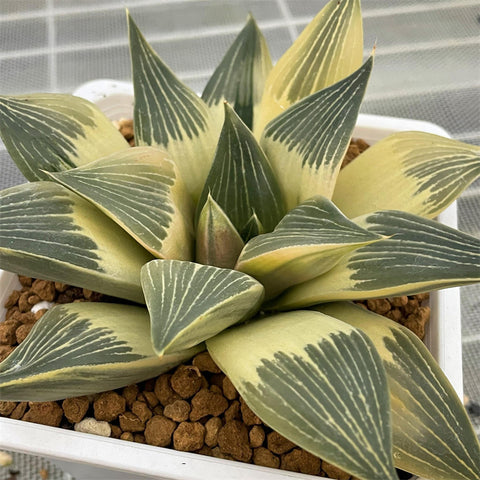 Haworthia Hybrid Reverse Variegated