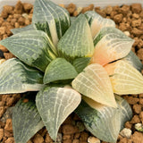 Haworthia Hybrid Variegated