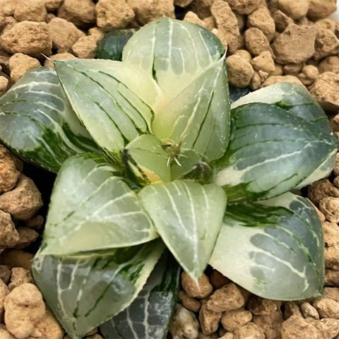 Haworthia Hybrid Plant from seeds