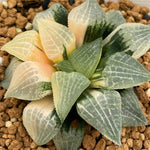 Haworthia Hybrid Variegated