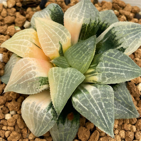 Haworthia Hybrid Variegated
