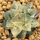 Hawrothia Magic Thorn Variegated
