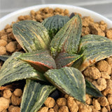 Haworthia 'MARILYN HYBRID' Variegated