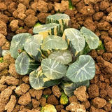 Haworthia Maughanii Gold Variegated