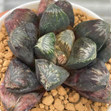 Haworthia Hybrid Big Leaf Type Maughanii Planted from seeds