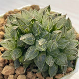 Haworthia Mutant 'ICE SOVEREIGN' Multihead