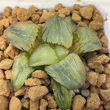Haworthia NUO A Variegated
