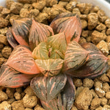 Haworthia Red Flame Variegated