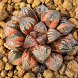 Haworthia Sweet Candy Variegated