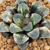 Haworthia 'THUNDERBIRD' Variegated