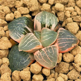 Haworthia Tropical Night Variegated
