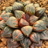 Haworthia Sweet Candy Variegated