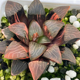 Haworthia Correcta Hetian Jade Variegated