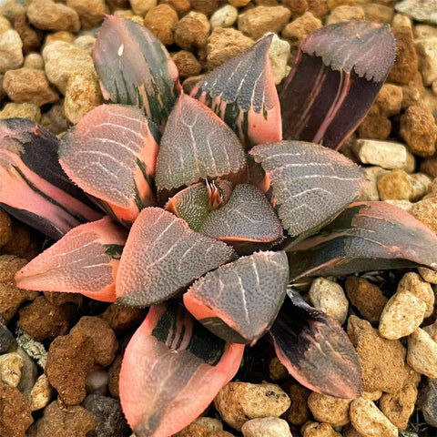 Haworthia Correcta Hetian Jade Variegated