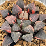 Haworthia Correcta Hetian Jade Variegated