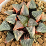 Haworthia Correcta Hetian No. 1 Variegated