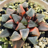 Haworthia Correcta Hetian No. 1 Variegated