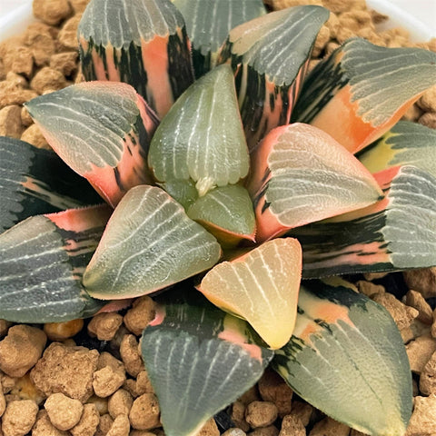 Haworthia Correcta Hetian No. 1 Variegated