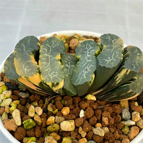 Haworthia Truncata Hiroshige Variegated