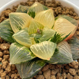 Haworthia 'HOPEFUL DAWN' Variegated