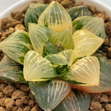 Haworthia 'HOPEFUL DAWN' Variegated