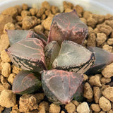 Haworthia Mutant Ice Queen