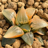Haworthia Correcta Ice River Variegated Small Size