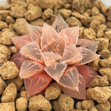 Haworthia 'Ice Sugar' Reverse Variegated