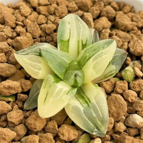 Haworthia Ice City Variegated