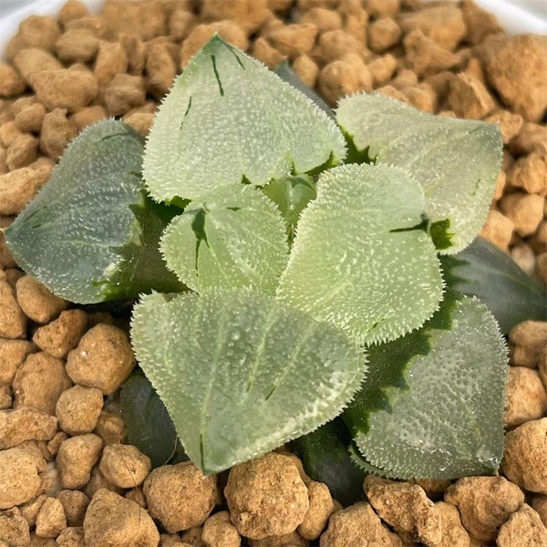 replanting hydroponic plants Haworthia Mutant Ice Phoenix Jade Size L – ChinaHaworthia