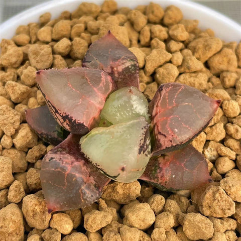 Haworthia Mutant Ice Queen