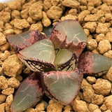 Haworthia Mutant Ice Queen