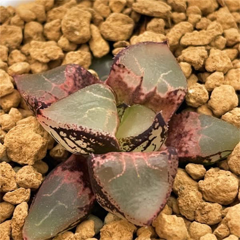 Haworthia Mutant Ice Queen