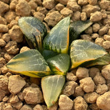 Haworthia Correcta Ice River Variegated Small Size