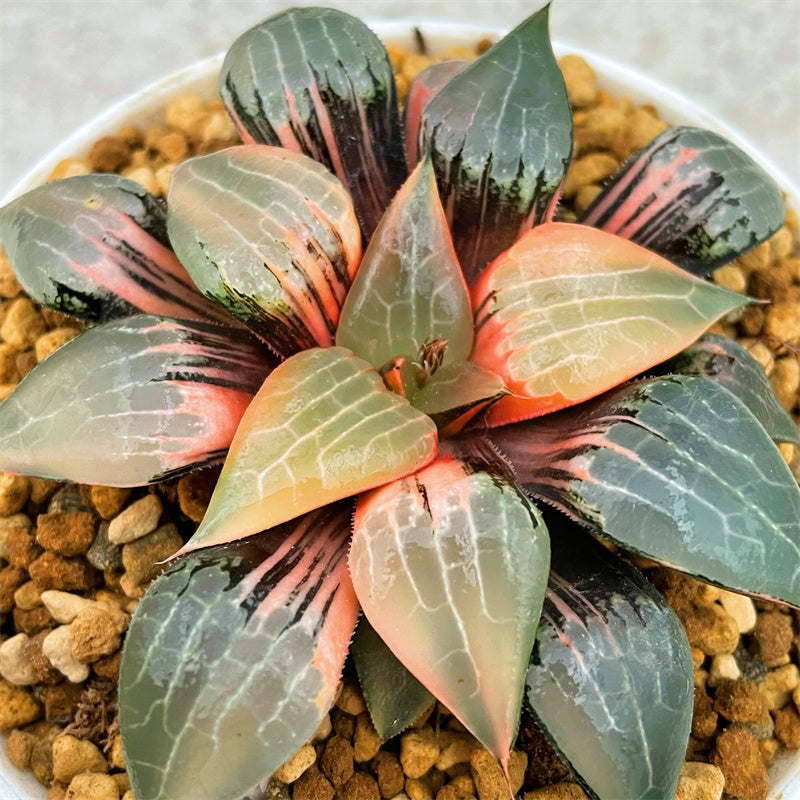 All – Page 45 – ChinaHaworthia All – Page 45 – ChinaHaworthia