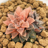 Haworthia 'Ice Sugar' Reverse Variegated