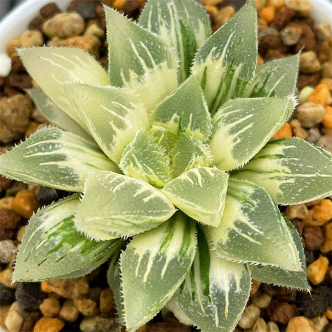 Haworthia Ice Sugar Variegated