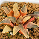 Haworthia Correcta Ice Surface Reverse Variegated Size S