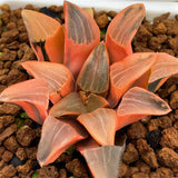 Haworthia Correcta Ice Surface Reverse Variegated Size S
