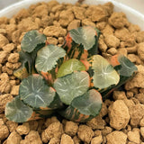 Haworthia Maughanii Inazuma Variegated